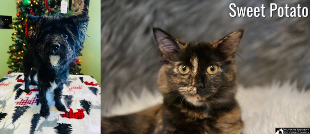 Humane Society of York County – Pets of the Week