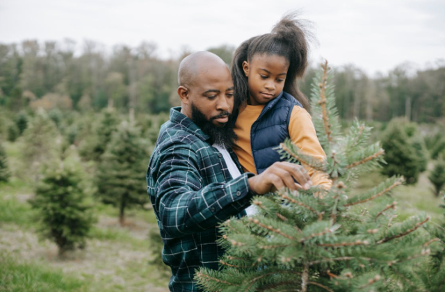 Find Your Perfect Christmas Tree at Local Farms This Holiday Season