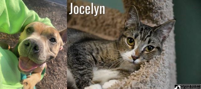 Humane Society of York County – Pets of the Week