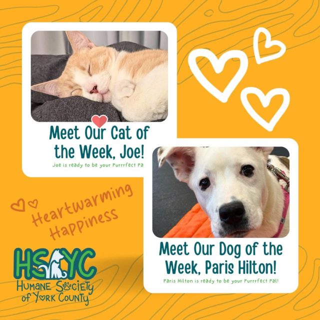 Pets of the Week – Humane Society of York County