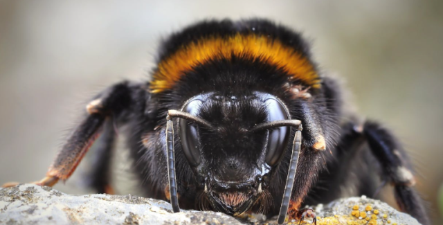 Buzz Off, Carpenter Bees! Protecting Your Deck This Spring