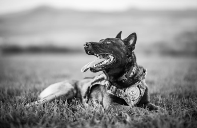 South Carolina Bill Proposes Tougher Penalties for Attacks on Police K-9s, Horses