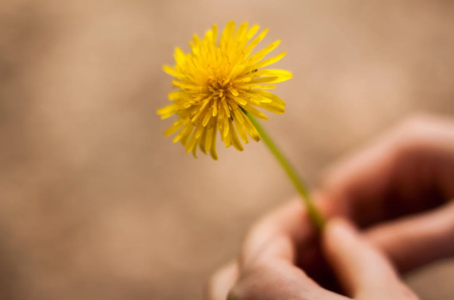 Battling the Yellow Tide: Your Guide to Banishing Dandelions