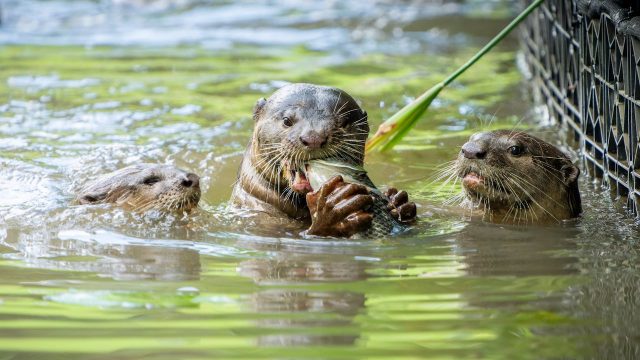 Charlotte Museum of Nature to Welcome Otters and More at New Facility