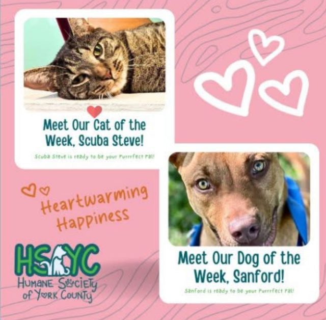 Humane Society of York County – Pets of the Week
