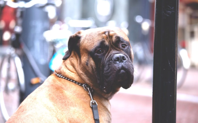 Understanding Animal Tethering Laws in York and Lancaster Counties