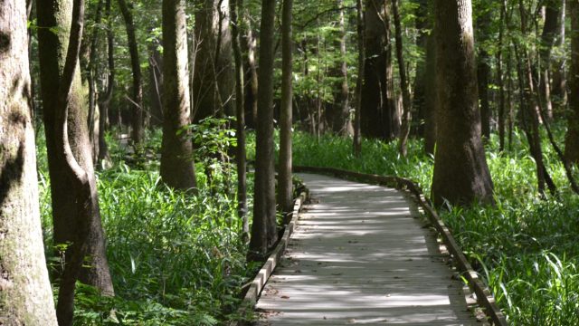 Discover the Hidden Gem of the Southeast: Congaree National Park 