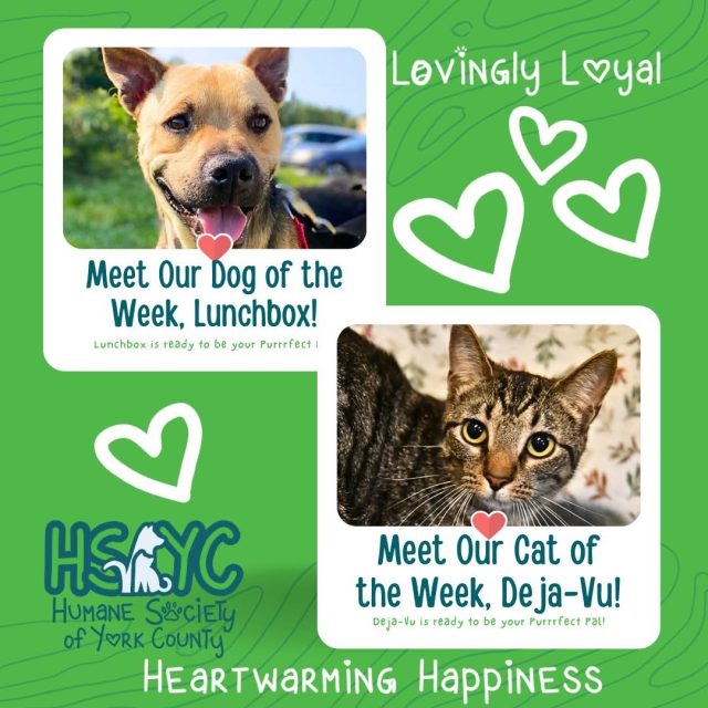 Meet This Week’s Featured Pets at the Humane Society of York County
