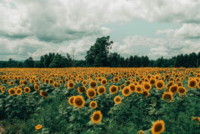 Sunflowers and Wildlife: Explore Draper Wildlife Management Area in McConnells, SC