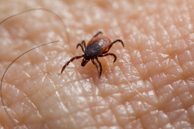 Ticks in the Palmetto State: A Year-Round Guide to Protection and Removal
