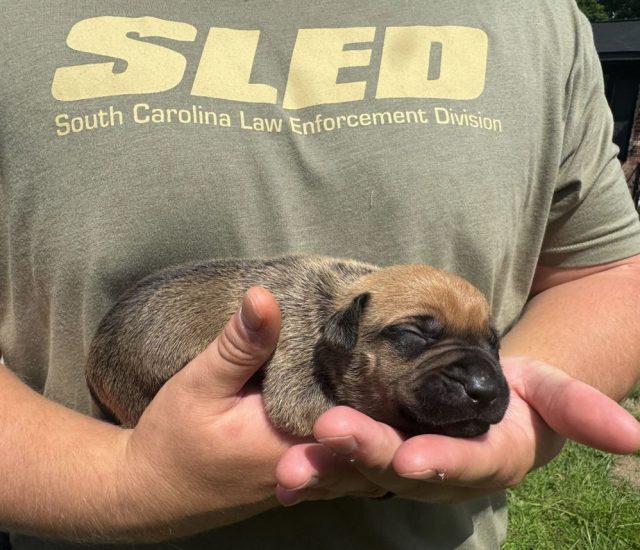 SLED CHARGES THREE PEOPLE IN RICHLAND COUNTY FOLLOWING DOG FIGHTING INVESTIGATION