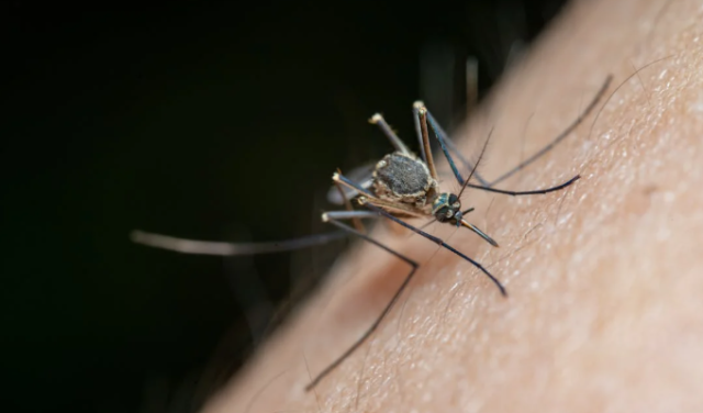 Buzz Off, Bites! Tips for a Mosquito-Free Summer