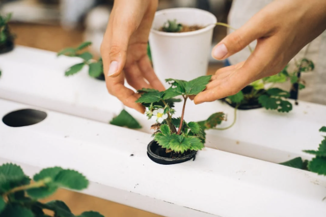 South Carolina Prison System Embraces Vertical Farming for Rehabilitation and Food Production