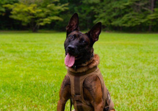 Man Who Fatally Shot SLED K9 Sentenced to Over 12 Years for Gun Charge