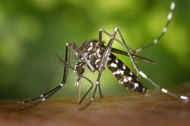 With Summer Approaching, DPH Offers Tips for Avoiding Mosquito Bites