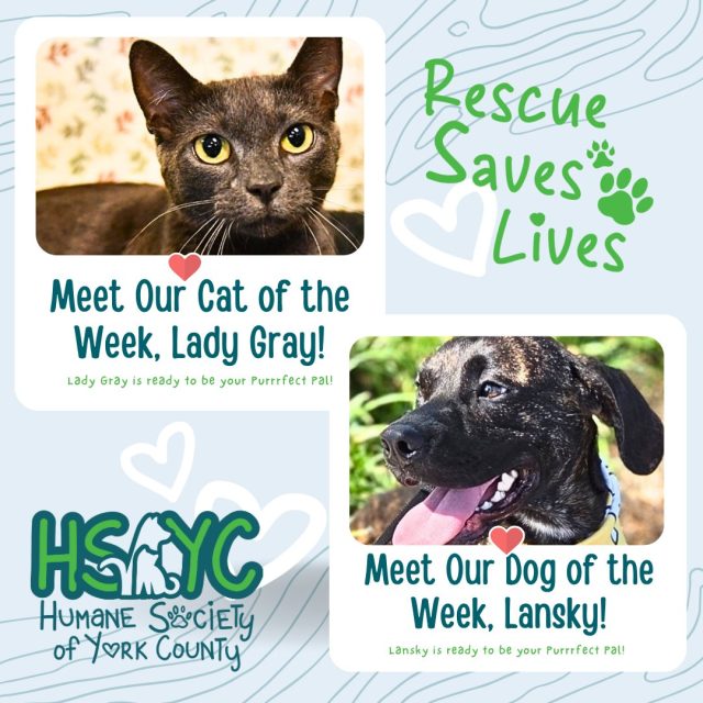 Pets of the Week: Meet Lady Gray and Lansky at the Humane Society of York Count
