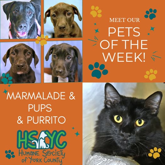 HSYC Highlights Cat and Dog of the Week, Shares Urgent Needs Amid Summer Heat