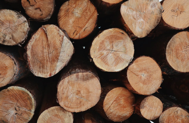 SC Forestry Faces Market Challenges as Mill Closures Reshape Industry