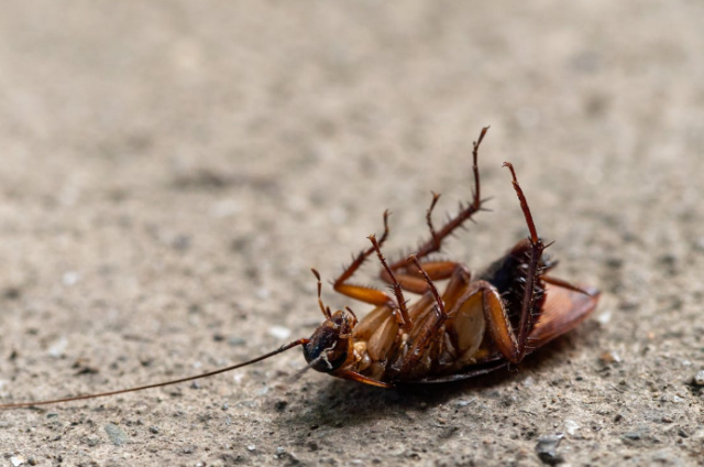 Battling the “Palmetto Bug”: A South Carolina Guide to Cockroach Control