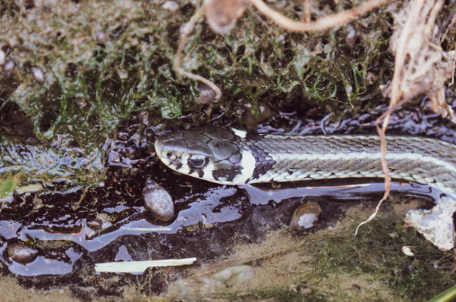 A Slithery Surprise: Lake Wylie Ranked Among SC’s Most Snake-Infested Lakes