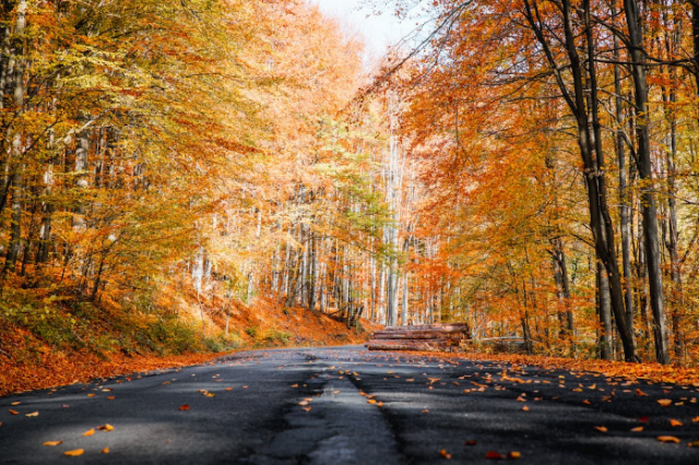 A Guide to Peak Fall Foliage in the Carolinas