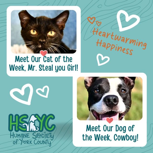 Meet the Humane Society of York County’s Pets of the Week: Mr. Steal Your Girlfriend & Cowboy