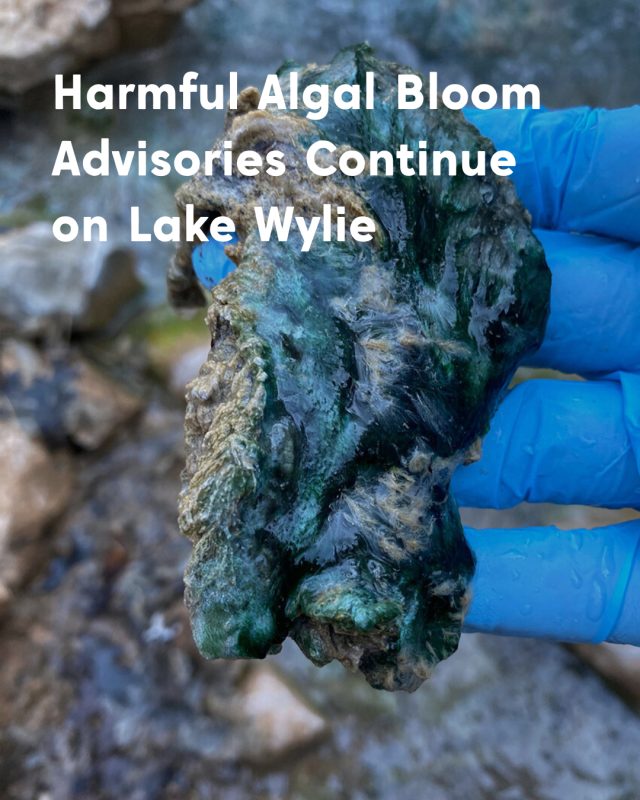 Harmful Algal Bloom Advisory in Tega Cay Near Palmyra Drive — What Residents Should Know