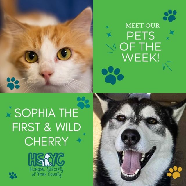 HSYC Pets of the Week: Sophia the First & Wild Cherry