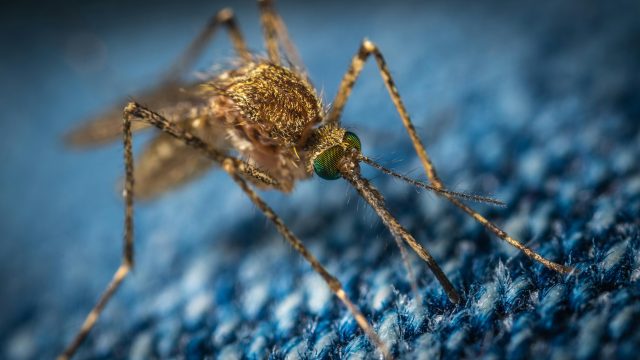 South Carolina Reports First Human Death from Eastern Equine Encephalitis in Over Two Decades