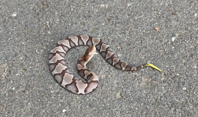 Residents Urged to Be Cautious as Baby Copperheads Emerge in South Carolina This Fall