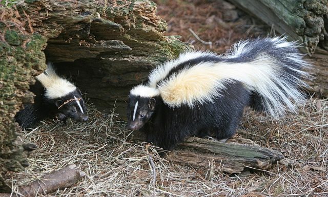 Rabid Skunks Confirmed in York County; One Person and Two Pets Exposed