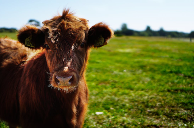 As more SC farms give way to suburban sprawl, a land preservation program is on the rise