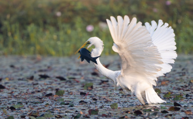 Largest Conservation Easement in SC History Protects 62,000 Acres