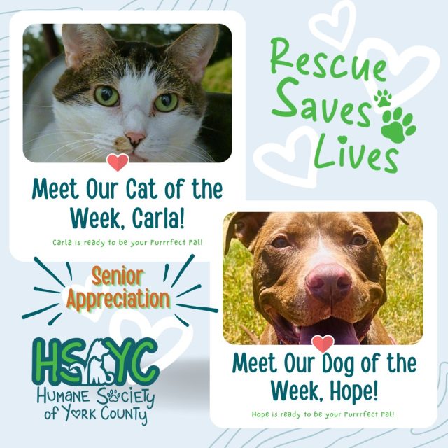 Pets of the Week: Meet Carla and Hope — Senior Sweethearts Looking for Home