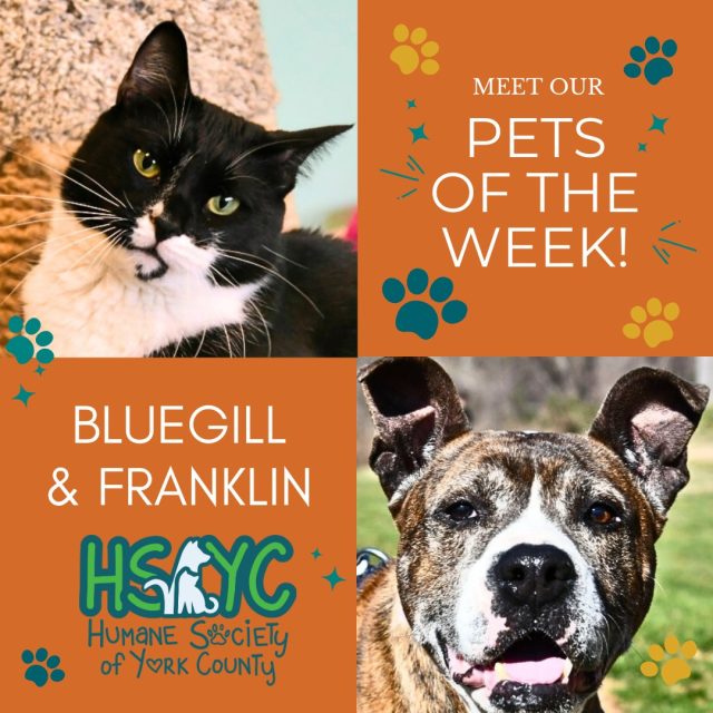 BlueGill and Franklin Highlight Final Week of Senior Appreciation Month at HSYC