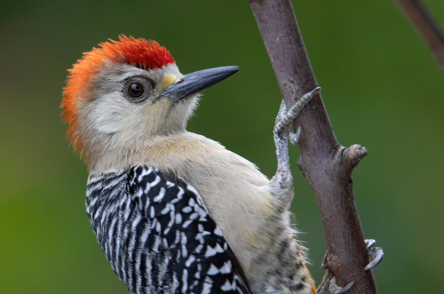 Healthy Living with Dr. Hall: Why Don’t Woodpeckers Get Headaches ???!!!