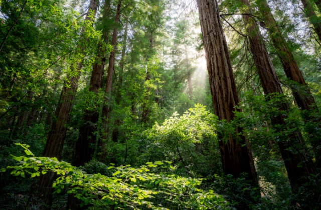 SC State Parks Offer Free Black Friday Admission to Encourage Outdoor Day