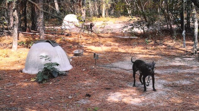Lexington County Man Sentenced to Federal Prison for Dogfighting