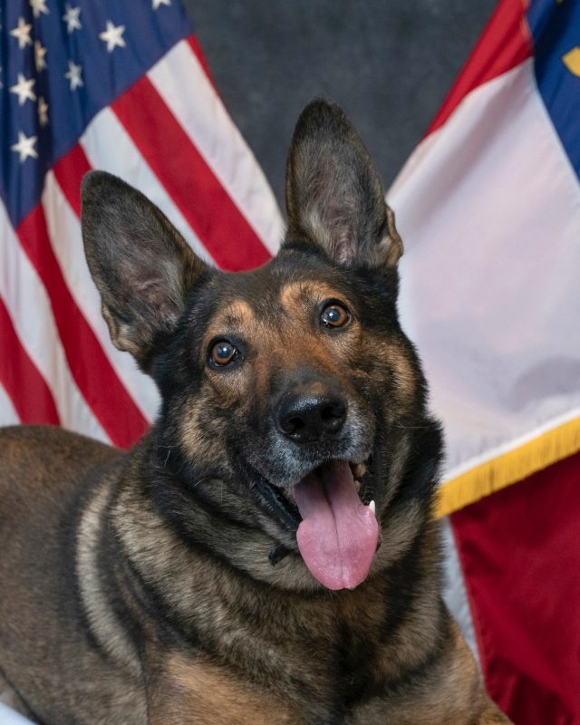 CMPD Mourns Loss of Retired K-9 Saint: ‘Unstoppable’ Tracker and Beloved Partner