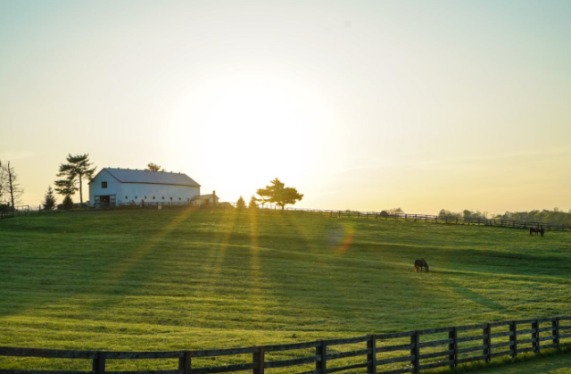 Century-Old South Carolina Market Bulletin Moves to Open Online Access