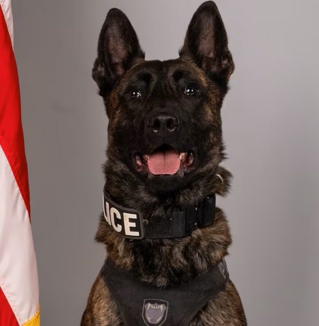 Maximum Sentence Handed Down for Violent Stabbing of Rock Hill K9 Officer