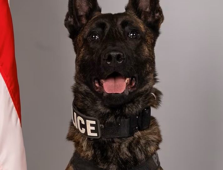 Maximum Sentence Handed Down for Violent Stabbing of Rock Hill K9 Officer