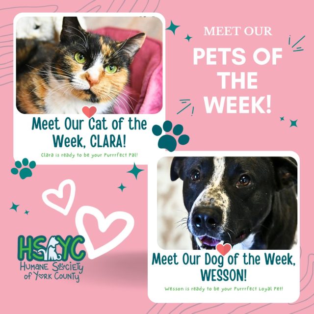HSYC Pets of the Week: Meet Clara the Calico and Wesson the Golf Course Stray