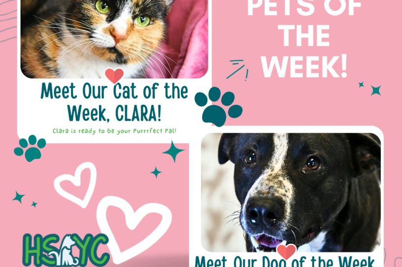 HSYC Pets of the Week: Meet Clara the Calico and Wesson the Golf Course Stray