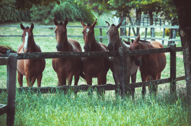 Legalized Gambling on SC Horse Races Trots Out of the Paddock to the Senate Floor