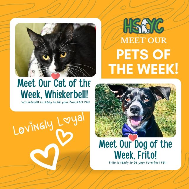 Humane Society of York County – Pets of the Week