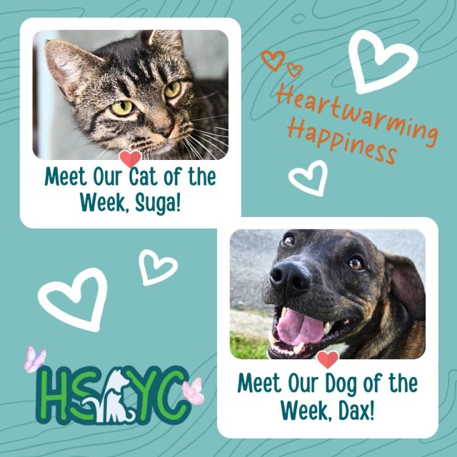 Humane Society of York County Highlights Two Pets in Need of Forever Homes