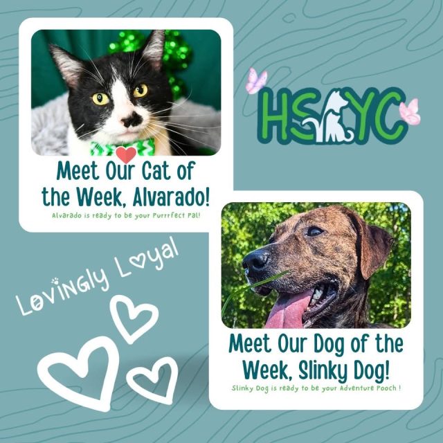 Two Pets Looking for Forever Homes at Humane Society of York County