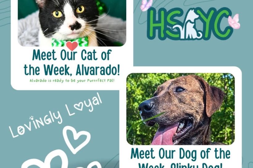 Two Pets Looking for Forever Homes at Humane Society of York County