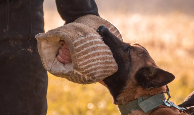 South Carolina Lawmakers Push for Stricter Penalties in “Fallen K-9” Bill